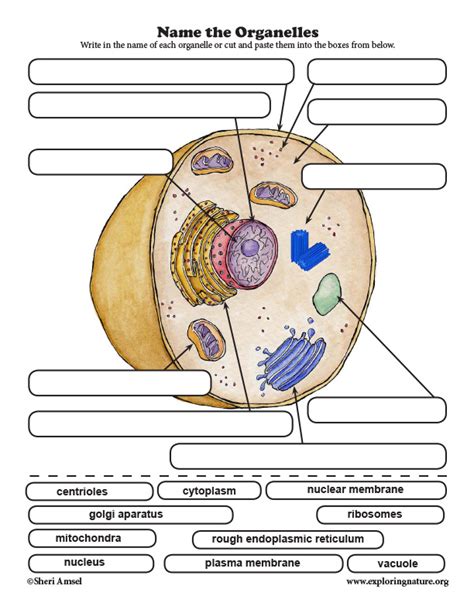 Animal Cell Labelling Activity Basic Animal Cell Diagram Animal Cell Diagram Worksheet Answers - Animal Cell Diagram Worksheet Answers