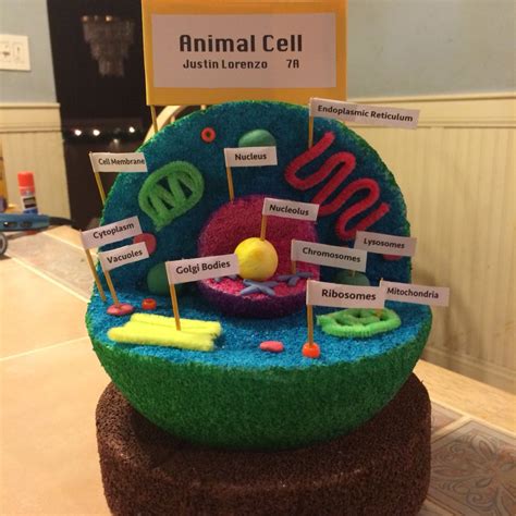 Animal Cell Project