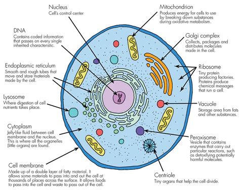 Animal Cell Structure Parts Functions Labeled Diagram Animal Cell Diagram Worksheet Answers - Animal Cell Diagram Worksheet Answers