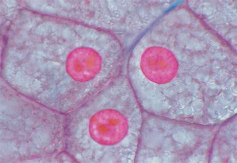 Animal Cell Under A Microscope