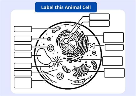 Animal Cell With Labelling