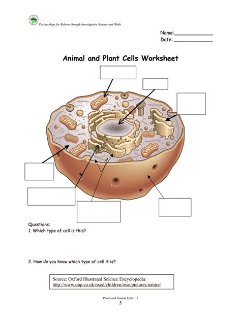 Animal Cell Worksheet Answer Key Animal Adaptation First Grade Worksheet - Animal Adaptation First Grade Worksheet