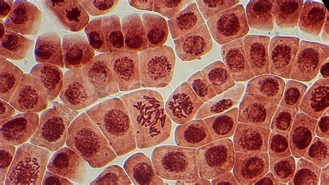 Animal Cells Under A Microscope