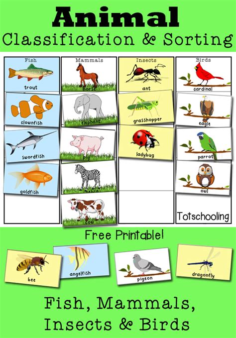 Animal Classification And Sorting Activity Totschooling Mammal Activities For Kindergarten - Mammal Activities For Kindergarten
