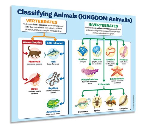 animal classification chart for kids