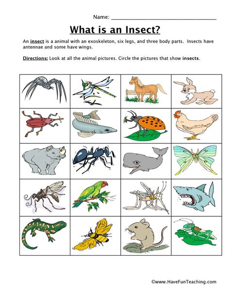 Animal Classification Worksheets K5 Learning Insect Worksheet For Grade 1 - Insect Worksheet For Grade 1