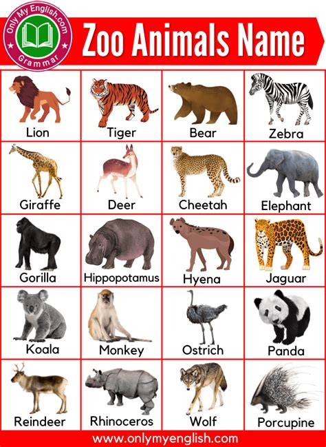 Animal Con A
