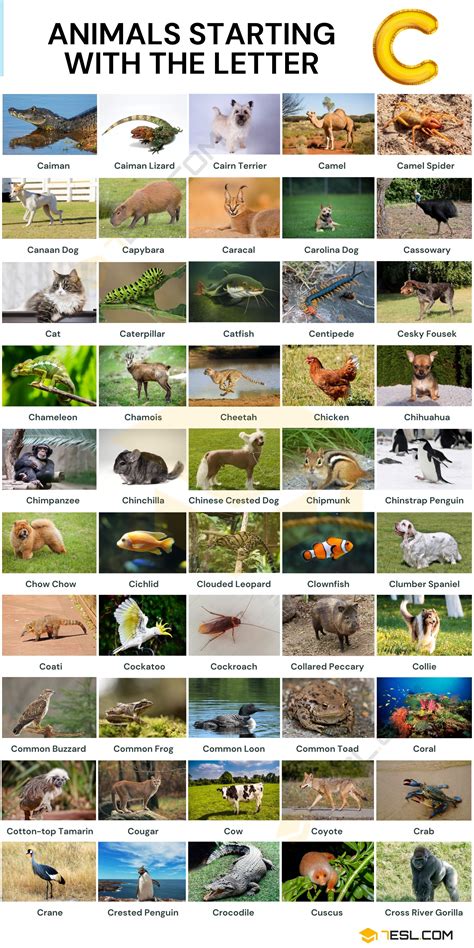 Animal Con C