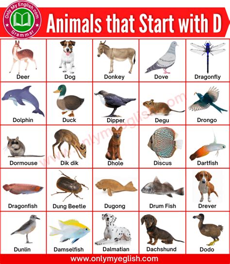 Animal Con D