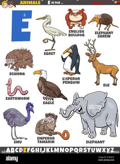 Animal Con E