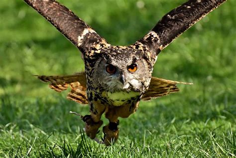 Animal De Poder Buho