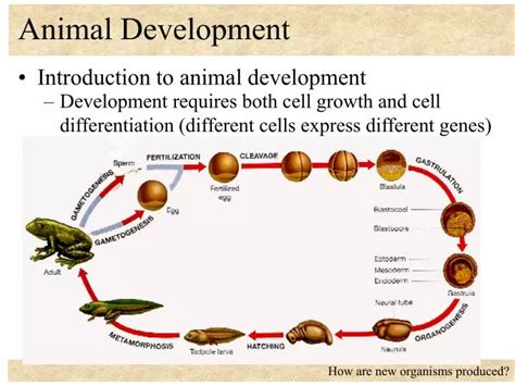 Animal Development Teaching Resources Tpt Animal Development Worksheet - Animal Development Worksheet