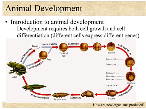 Animal Development Video Tutorial Amp Practice Channels For Animal Development Worksheet - Animal Development Worksheet