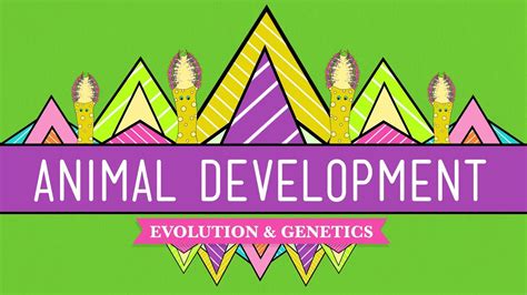 Animal Development We X27 Re Just Tubes Video Animal Development Worksheet - Animal Development Worksheet