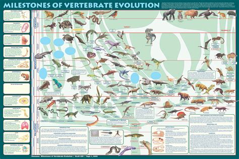 animal diversity and evolution