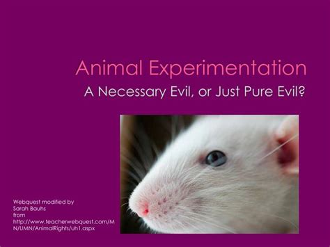 Animal Experimentation An Overview Sciencedirect Topics Animal Science Experiment - Animal Science Experiment