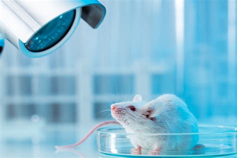Animal Experiments In Biomedical Research A Historical Perspective Life Science Animals - Life Science Animals