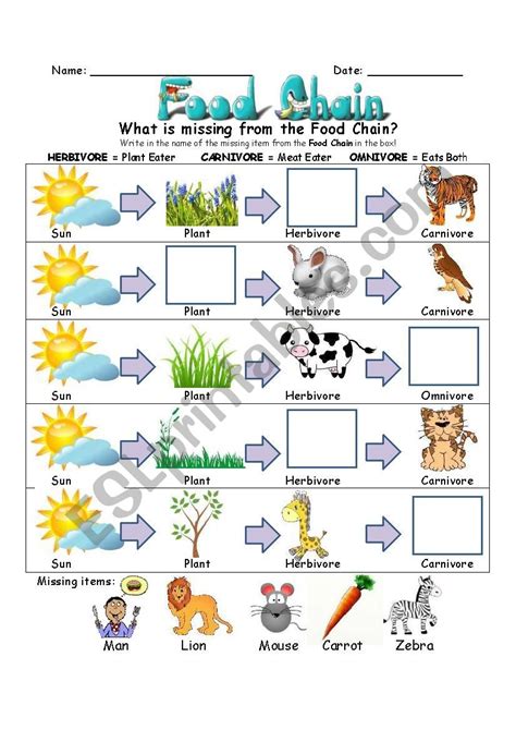 Animal Food Chain Worksheet Live Worksheets Animals Food Chain Worksheet - Animals Food Chain Worksheet