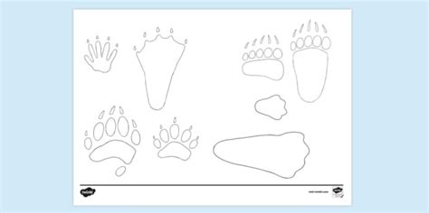 Animal Footprints Colouring Page Teacher Made Twinkl Animal Tracks Coloring Page - Animal Tracks Coloring Page