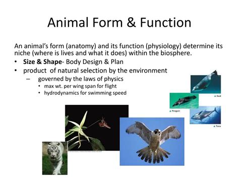 Animal Form And Function Activity 7 Page 6 Answers