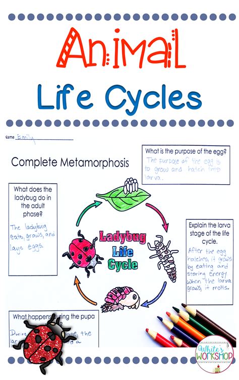 Animal Life Cycle 3rd Grade   Plant And Animal Life Cycles Needs Interdependence 2nd - Animal Life Cycle 3rd Grade