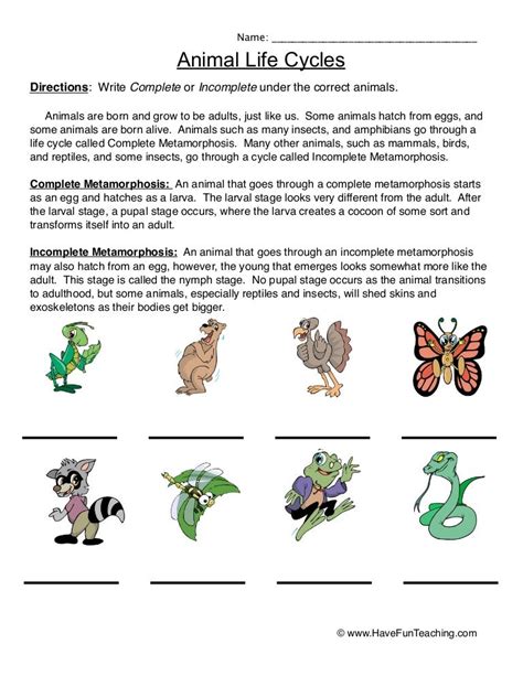 Animal Life Cycles Worksheets Complete Incomplete Metamorphosis Complete And Incomplete Metamorphosis Worksheet - Complete And Incomplete Metamorphosis Worksheet