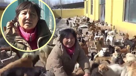 Animal Loving China Woman Sacrifices Life In Us Animals With Their Shelters - Animals With Their Shelters