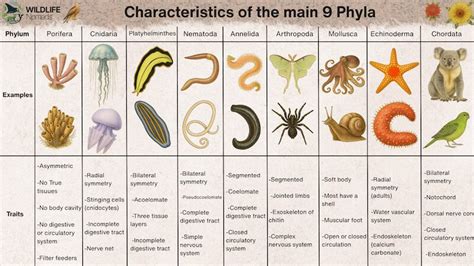 Animal Phyla Comparison Chart