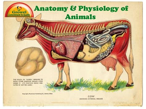 Animal Physiology