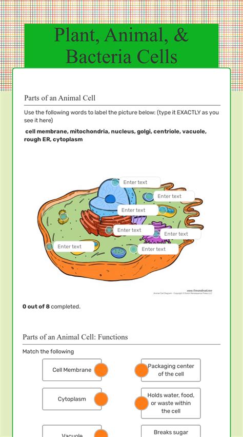 Animal Plant Bacterial Cell Worksheet Tpt Bacterial Cell Worksheet Answers - Bacterial Cell Worksheet Answers