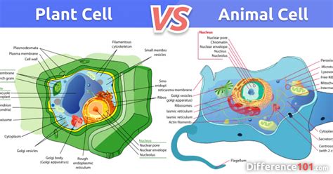Animal Plant Cell Differences