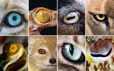 animal pupils