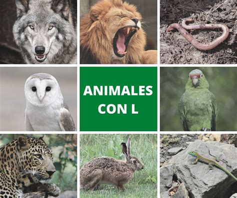 Animal Que Comeca Com A Letra N