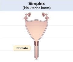 animal reproduction quiz 6 Flashcards Quizlet