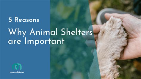 Animal Shelter Learn Definition Importance Amp Examples Vedantu Animals With Their Shelters - Animals With Their Shelters