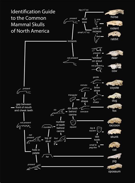 Animal Skull Identification Guide