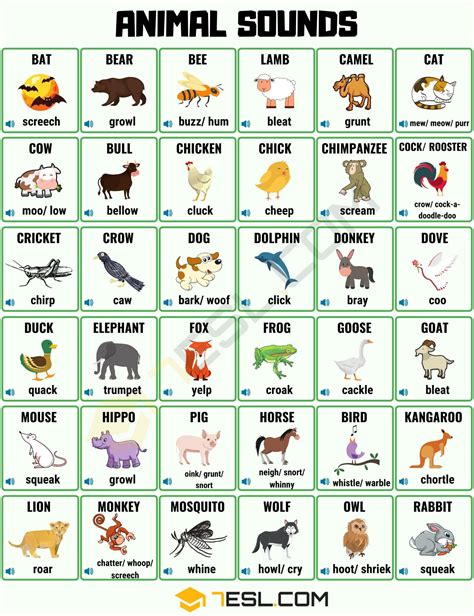 Animal Sounds