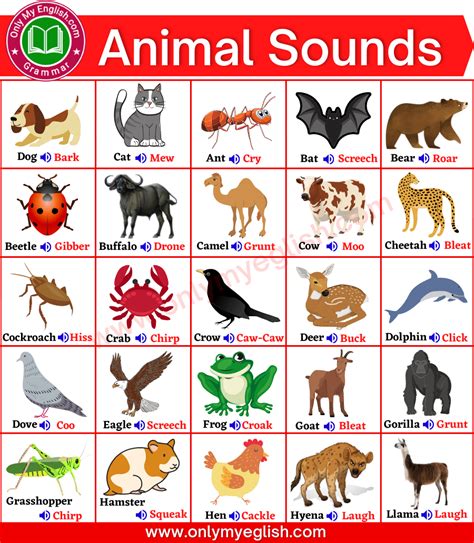 Animal Sounds Writing   Animal Sounds Ebscer News - Animal Sounds Writing