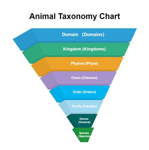 Animal Taxonomy Chart