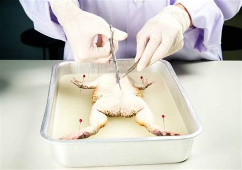 Animal Testing On Frogs Wikipedia Frog Science Experiments - Frog Science Experiments