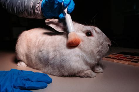 Animal Testing Wikipedia Science Experiment On Animals - Science Experiment On Animals