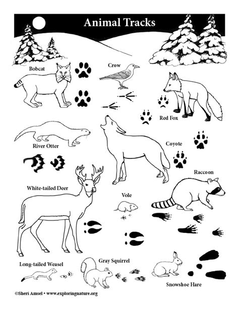 Animal Track Coloring Page Etsy Animal Tracks Coloring Page - Animal Tracks Coloring Page