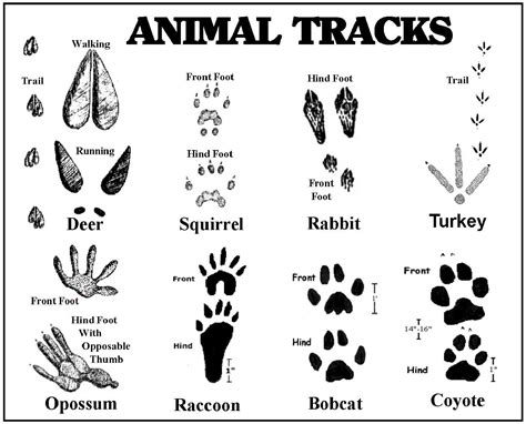 Animal Tracks Printable Animal Tracks Coloring Page - Animal Tracks Coloring Page