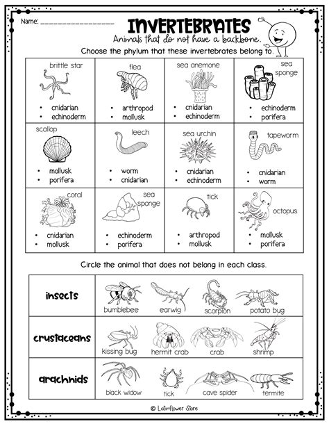 Animal Unit Vertebrate Invertebrate Animals Worksheet Packet Table 3 Invertebrate Worksheet - Table 3 Invertebrate Worksheet