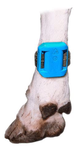 Animal Well Pedometer