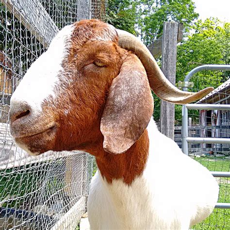 Read Online Animal Profile Goats Safe 