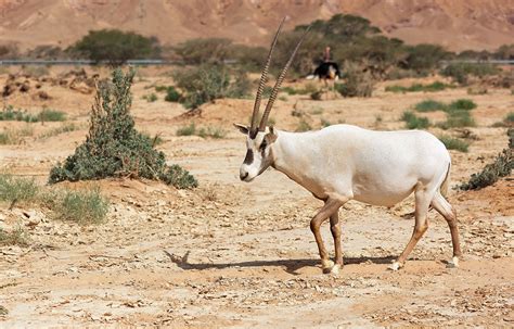 Full Download Animal Reintroductions The Arabian Oryx In Oman 