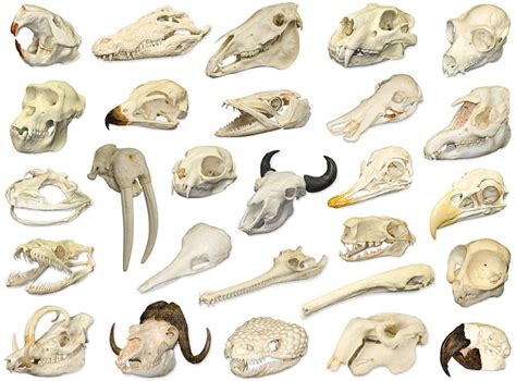 Full Download Animal Skull Identification Guide 