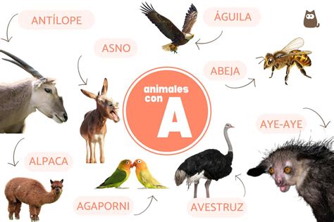 Animale Con La Y