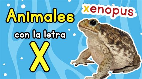 Animale Con X